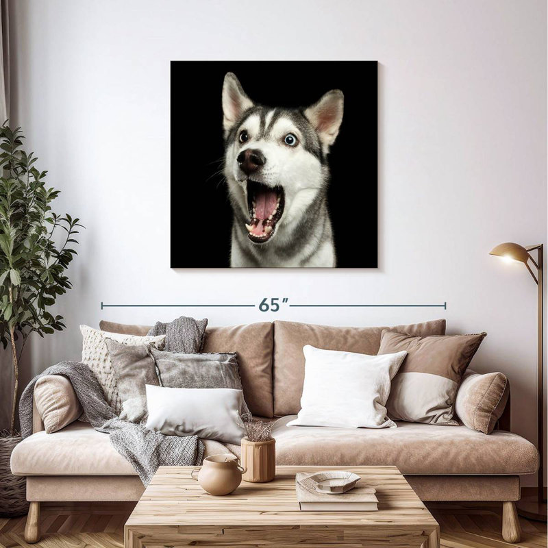 Brampt Surprised Siberian Husky