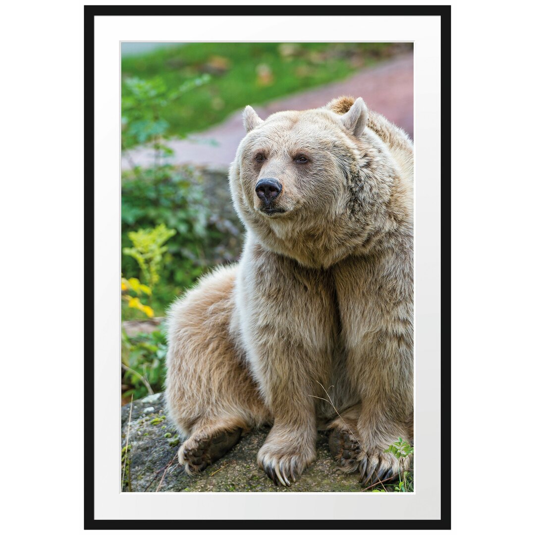 Gerahmtes Poster Niedlicher Grizzlybär auf Stein