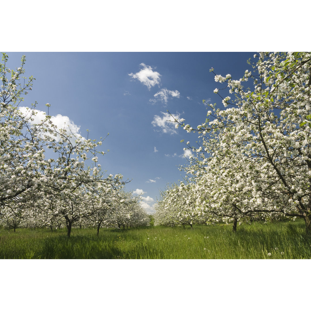 Blühender Obstgarten