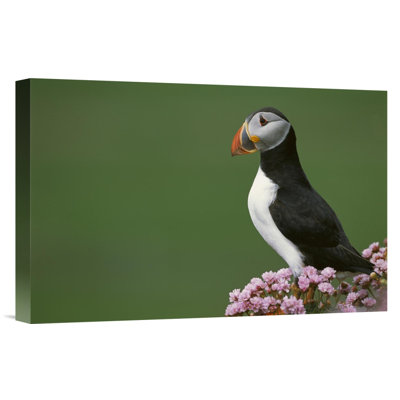 " Atlantic Puffin On Cliff Edge, Shetland Islands, United Kingdom, Scotland "