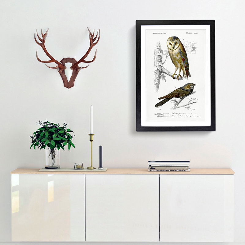 Owl and Bird Illustrations by Charles dOrbigny - Framed Print, 48cm H x 36cm W x 2cm D, Black Framed
