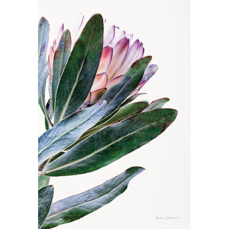 Protea in Leaf, H 8 po x l 12 po x P 1,25 po