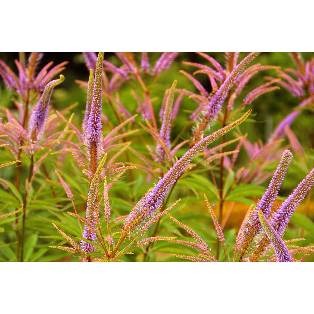 Veronicastrum Virginicum Blüten von Fotolinchen - Kunstdrucke auf Leinwand