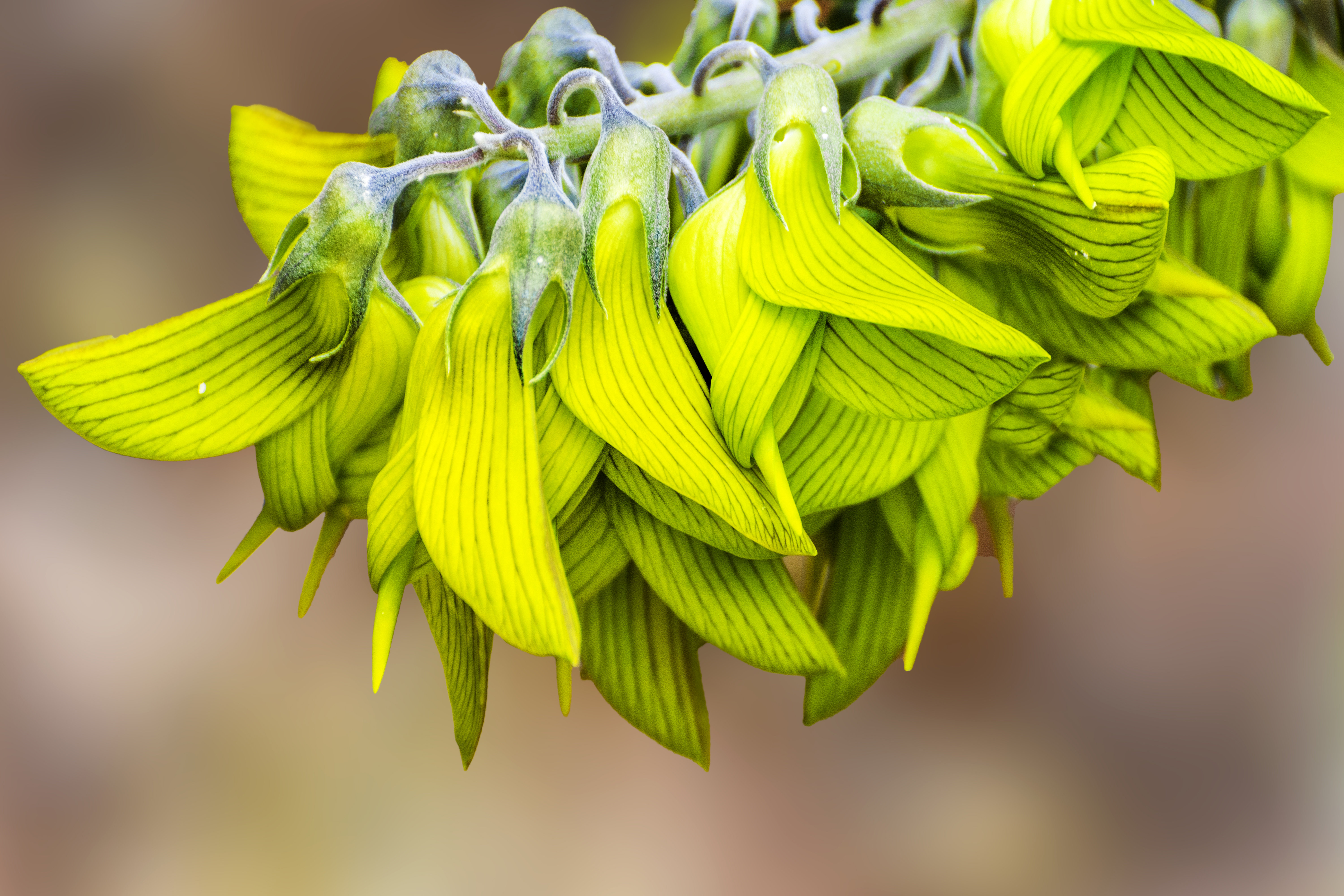 17 Stories Launa Regal Birdflower (Crotalaria Cunninghamii) - Print ...