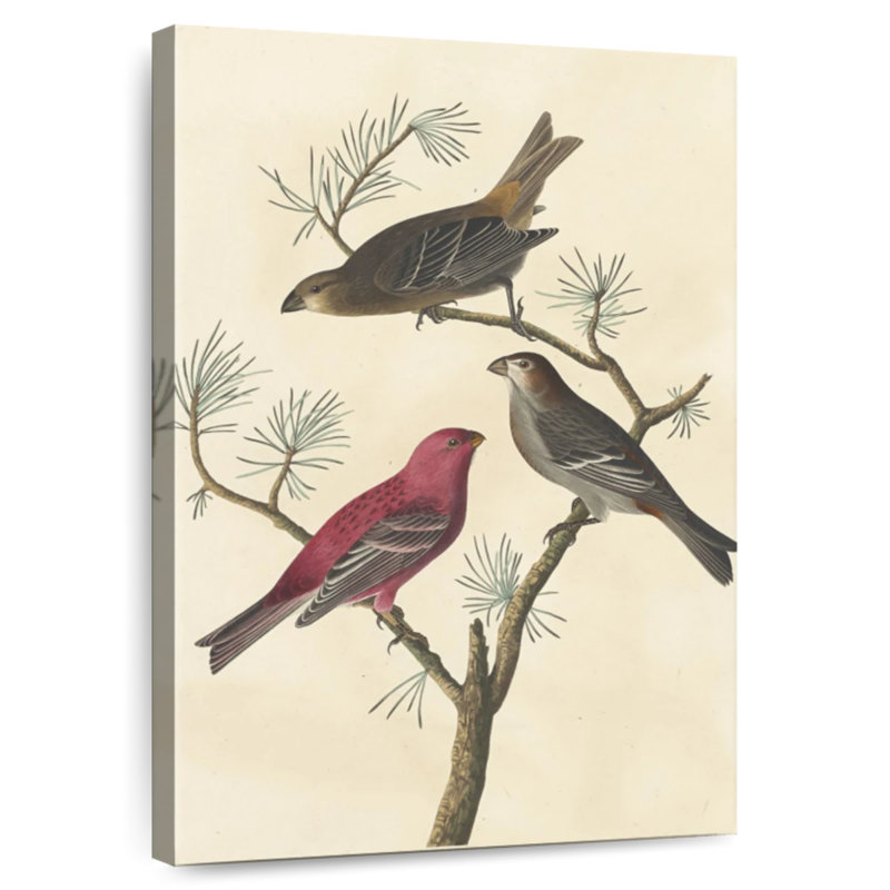 Pin Bramb Grosbeak, H 51 po x l 34 po