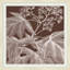 Brown Briar 4 Print
