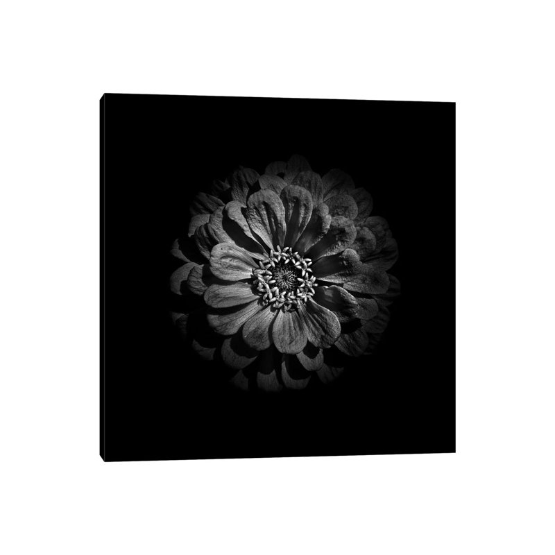 Black And White Zinnia V by Brian Carson - Wrapped Canvas Print, 66.04 cm H x 66.04 cm W x 3.175 cm D