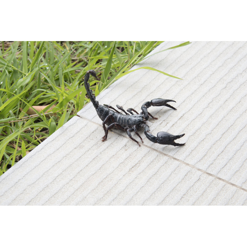 Scorpion On Nature Background In Courtyard - Wrapped Canvas Print, 30cm H x 46cm W x 3.8cm D