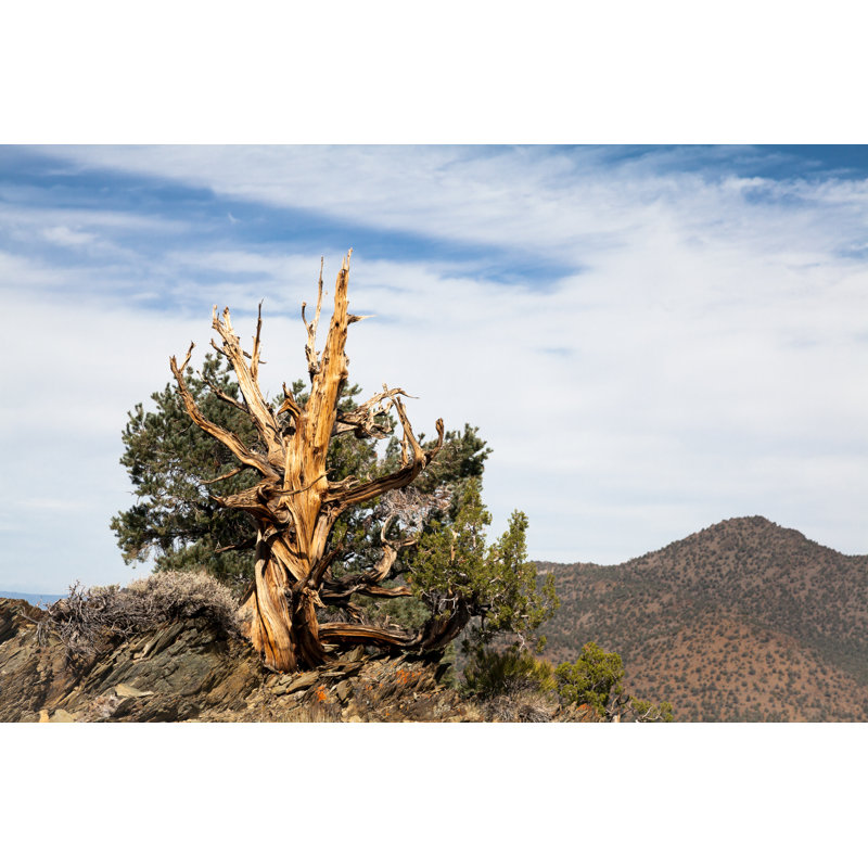 Laux Bristlecone Pine - Wrapped Canvas Print, 51cm H x 76cm W x 3.8cm D