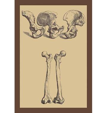 Buyenlarge Pelvic Bones On Paper by Andreas Vesalius Print