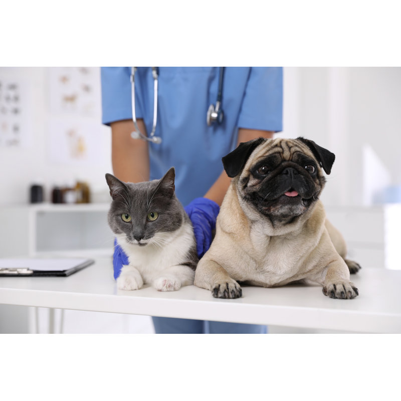 Cute Pug Dog And Cat by Liudmila Chernetska - Wrapped Canvas Print, 61cm H x 91cm W
