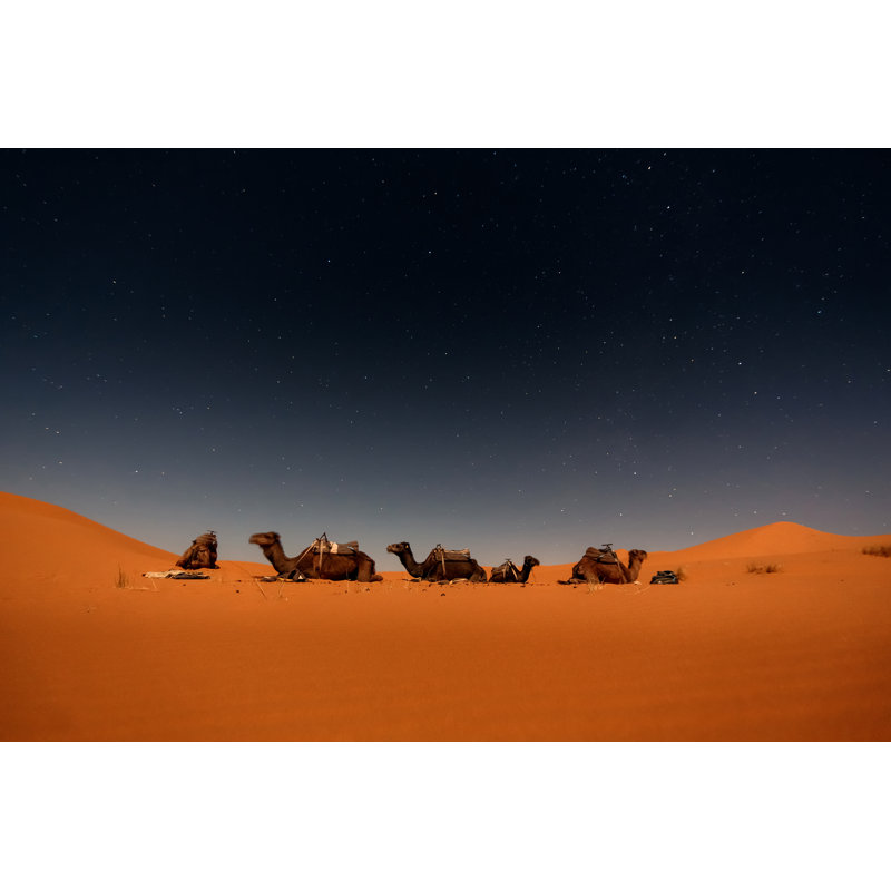 Camels In Merzouga Dunes by Duha127 - Wrapped Canvas Print, 30cm H x 46cm W