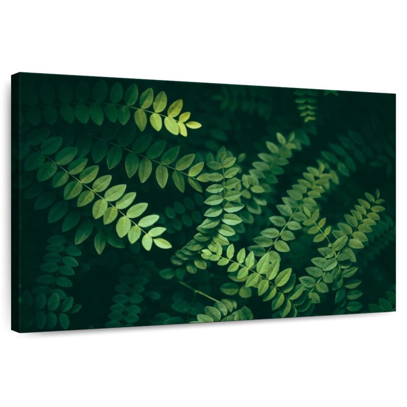 Feuilles d'acacia Harnek, H 26 po x l 39 po