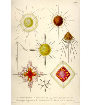 " Acanthosaurus And Litholophus Rhipidium " by Ernst Haeckel