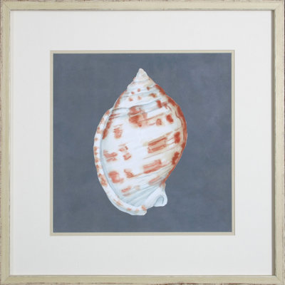 Shell On Slate I Print by Meagher