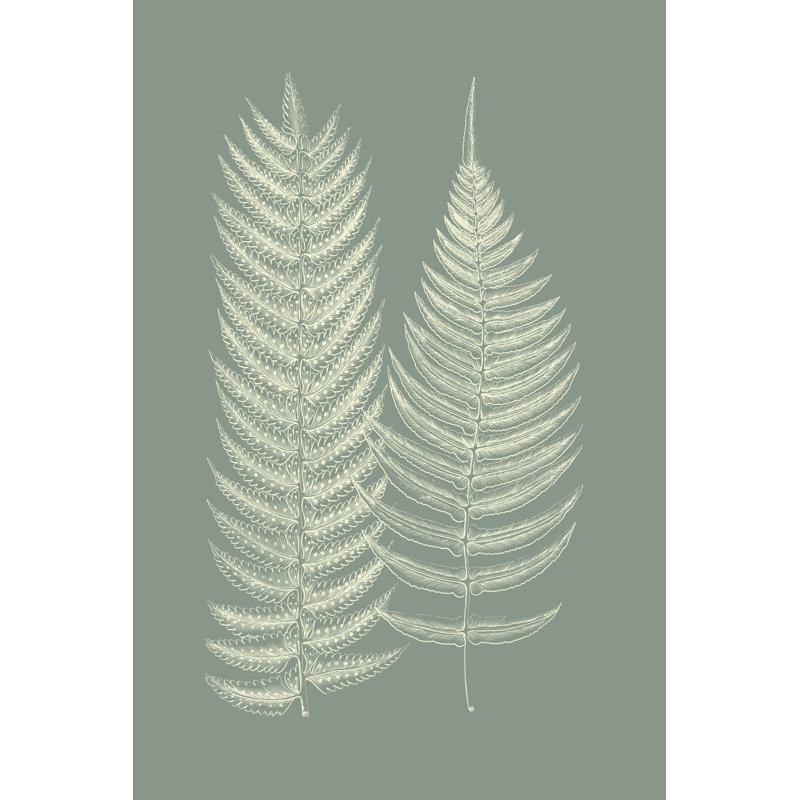 Ferns On Sage IX by Vision Studio - Painting, 91cm H x 61cm W x 3.8cm D, Wrapped Canvas