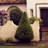 2.5 Quart Dwarf Alberta Spruce Tree