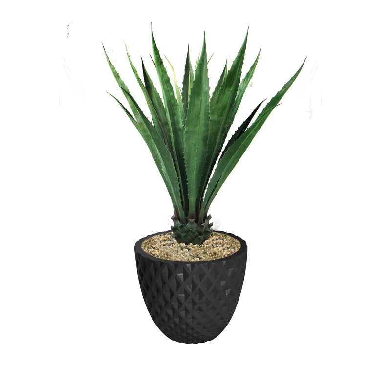 Plante grasse en pot Panama Bannister, H 53,6 po x l 30 po x P 30 po, Vert foncé