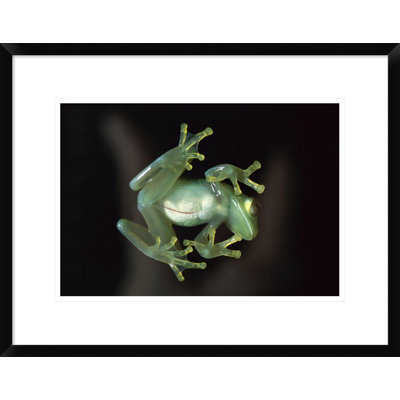 " Glass Frog "