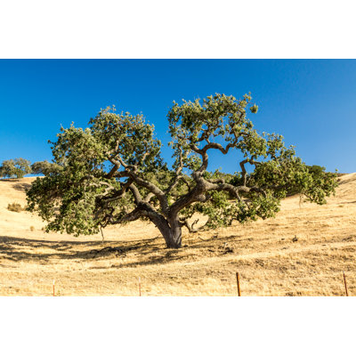" California Live Oak "