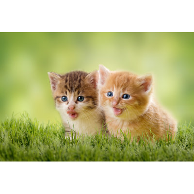Megail deux chatons sur le pré vert par Leoba