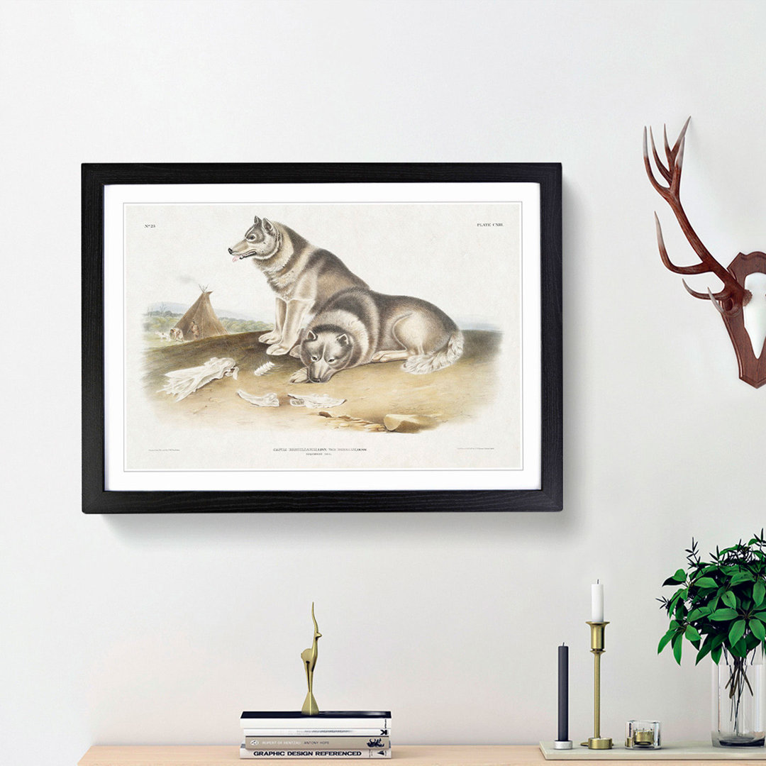 Eskimo Dog by J.W. Audubon - Picture Frame Painting Print