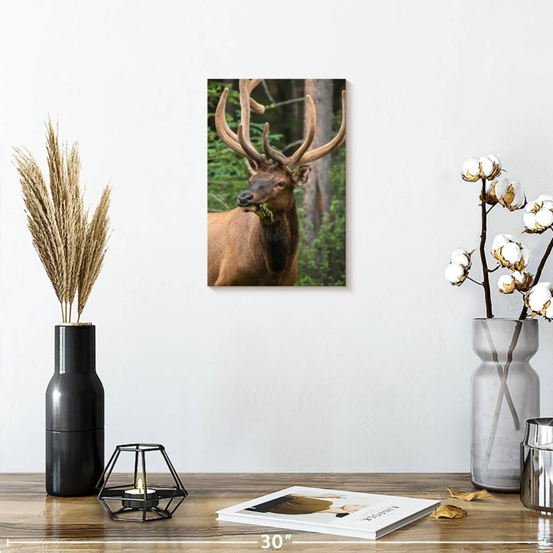 Brampt Wapiti Elk, 30" H x 20" W