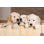 Plusieurs chiots Golden Retriever - photographie sur toile tendue