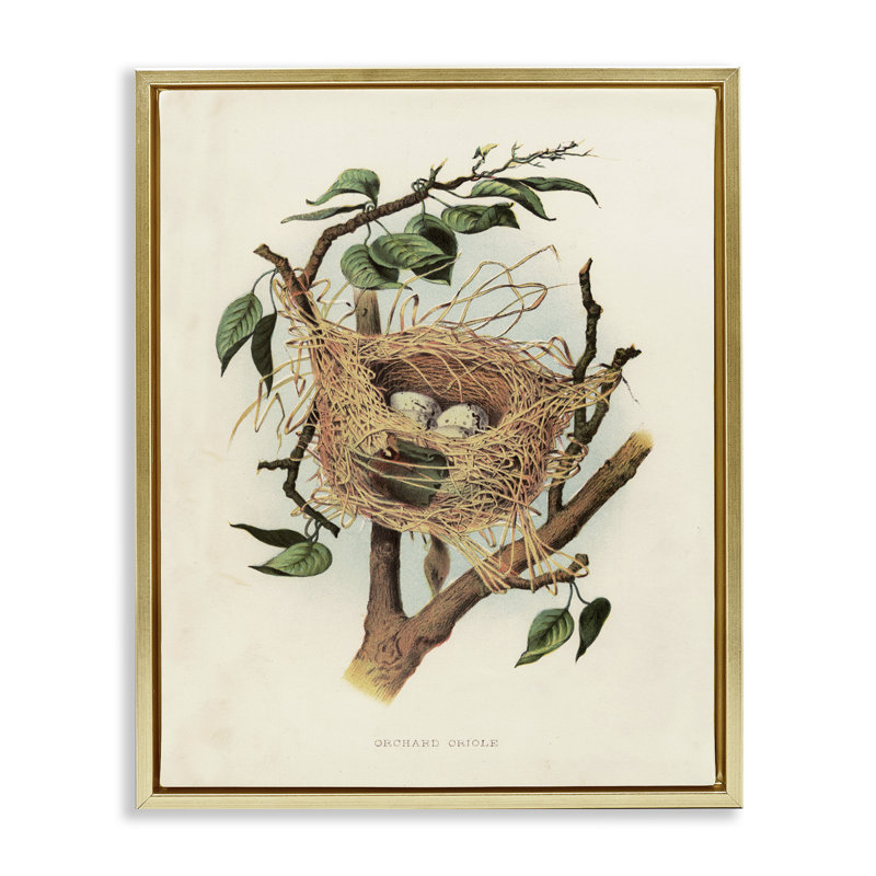  "Eggs in Birdesth Study", art mural par Tina Higgins Designs, Inc., Cadre flottant métallique doré, H 21 po x l 17 po