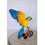 Ewel Colourful Parrot Riding a Tricycle Statue