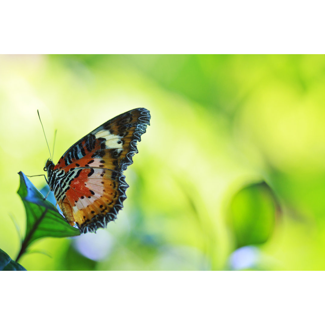 Leopard Lacewing Schmetterling von WEKWEK - Druck auf Leinwand ohne Rahmen