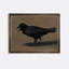 The Caw Print