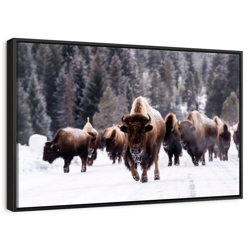 Winter Bisons, Floating Frame Black, 40" X 27"
