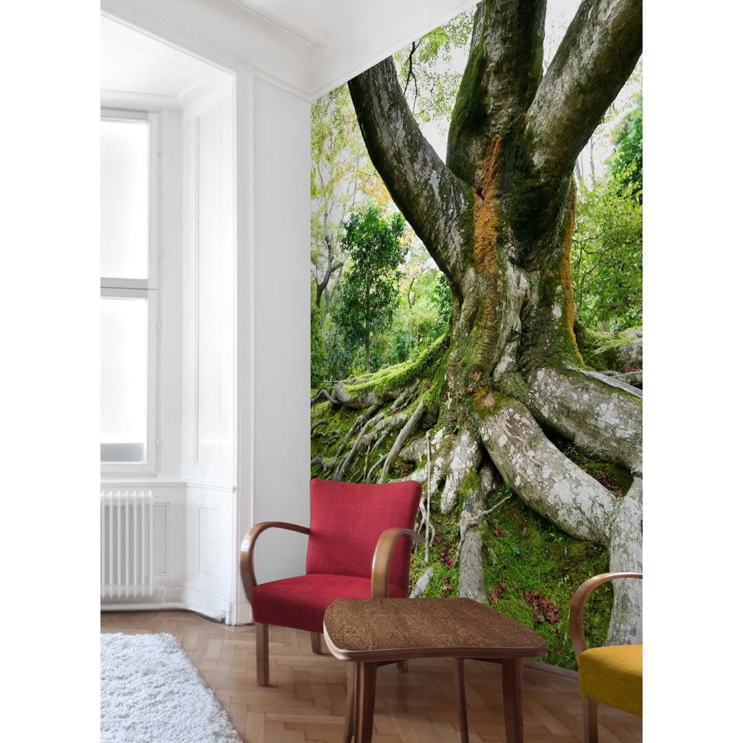 Tapete Alter Baum 2.4m L x 240cm B