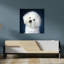 2000S Bichon Frise Dog Portrait Looking At Camera Classic Retro Vintage Dog Wall Art-833769930