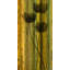 Vertical Flowers by Parvez Taj - 1 Piece Wrapped Canvas Wall Art-12844891