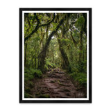 Rainforrest Print by Tim Klein