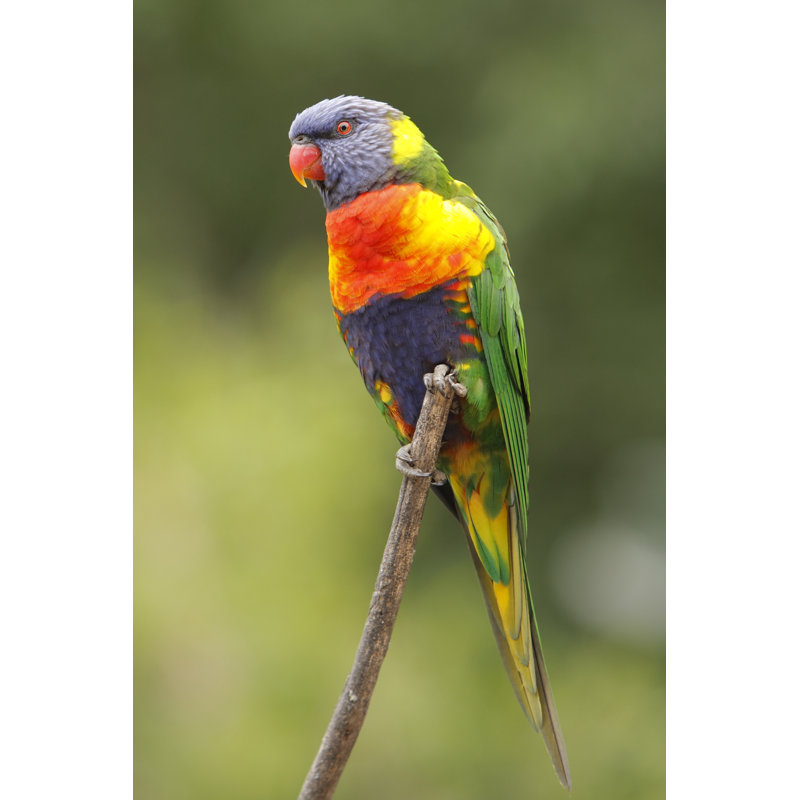 Rainbow Lorikeet by Craigrjd - Wrapped Canvas Print, 30cm H x 20cm W