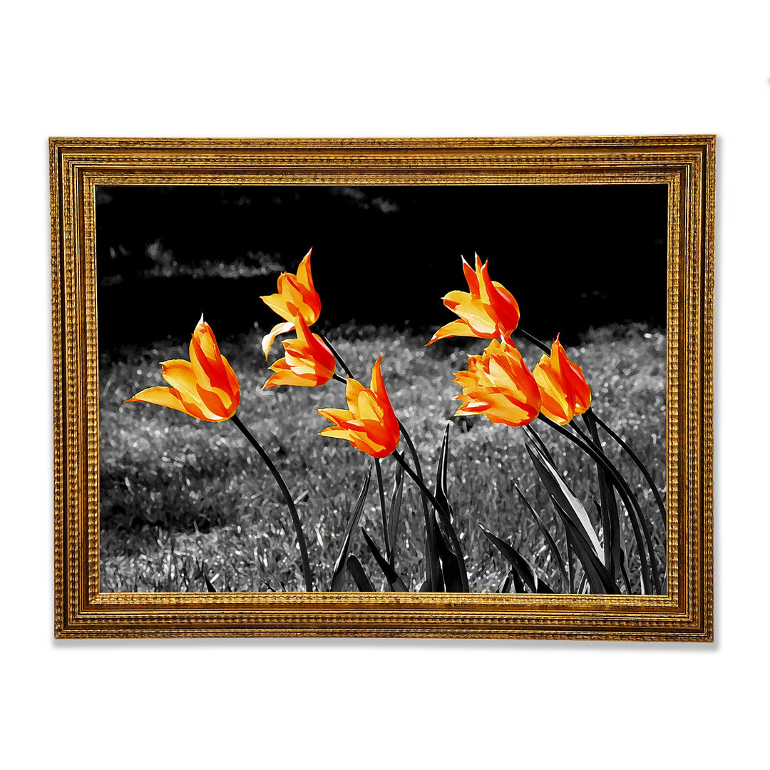 Gerahmtes Leinwandbild Orange Tulips auf Schwarz/Weiß