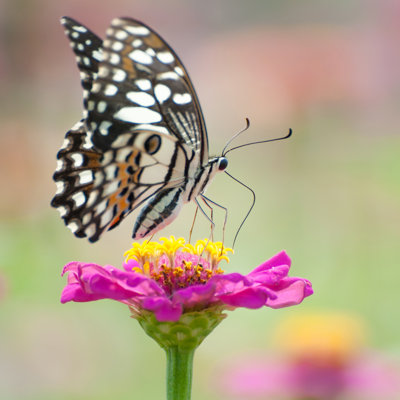 Granata Monarch Butterfly - Wrapped Canvas Print