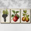 Antique Fruit VFramed, ensemble de 3 toiles tendues-97759972-97759977