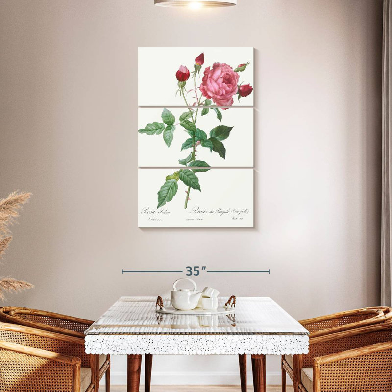 Provence Rose Rosa Indica de Les Roses, H 45 po x l 28 po