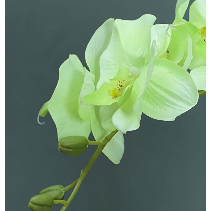 Orchidée papillon