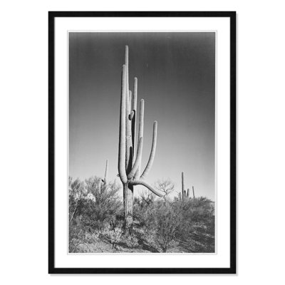 Saguaro National Monument Print by Ansel Adams