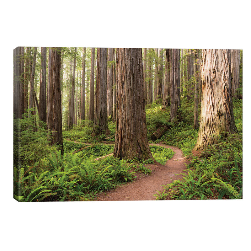 Redwood Trail by Stefan Hefele - Wrapped Canvas Print, 101.6 cm H x 66.04 cm W x 3.175 cm D