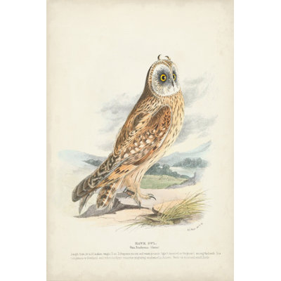Hawk Owl by H. L. Meyer - Wrapped Canvas Painting