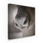 « renne groin », reproduction de photo sur toile tendue-31974519