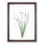 Primrose Flowers by Pierre-Joseph Redoute - Picture Frame Painting Print-55601680-55601676