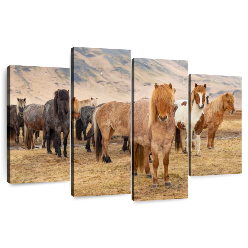 Brampt, chevaux islandais dans la campagne III, H 27 po x l 43 po