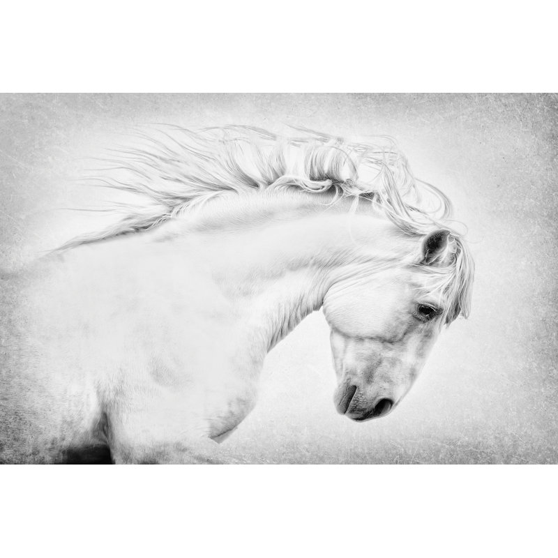 Tamell Attitude by PHBurchett - Wrapped Canvas Photograph, 30 cm H x 46 cm W
